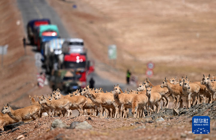 《雷霆之狼》遊戲視頻放出 將於5月15號發售