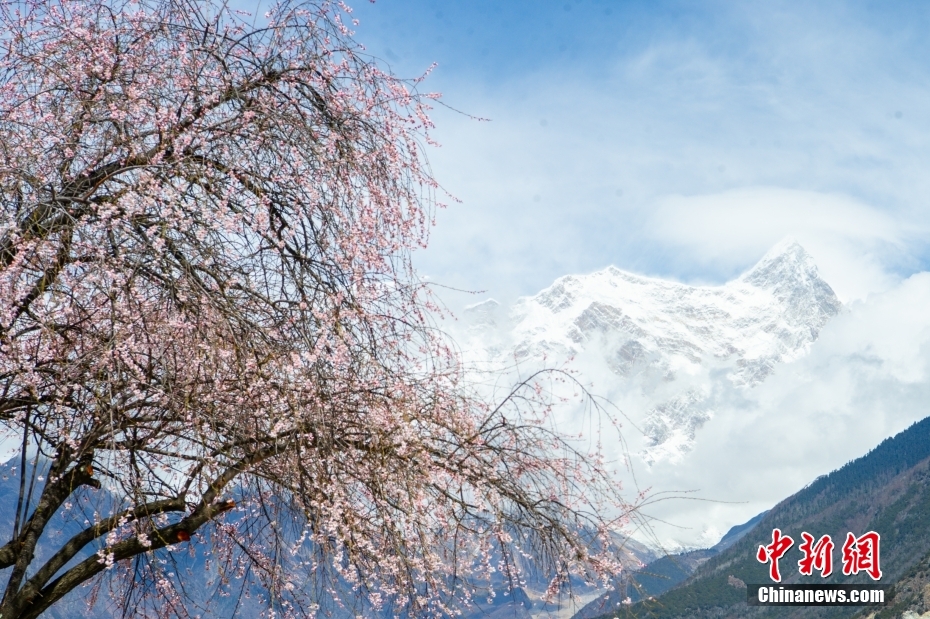 ������֥�����Ȱ��߽����һ�ʢ��