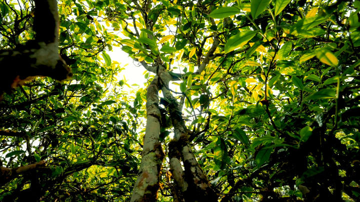 ��˵ | ��Ҷ�Ĺ���