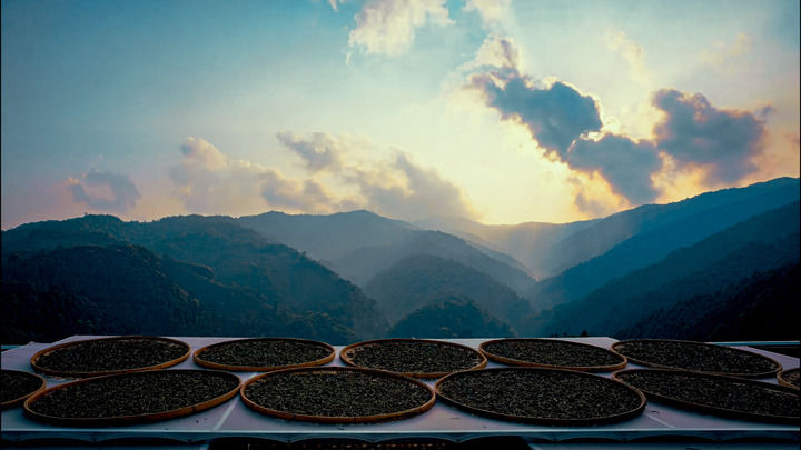 ��˵ | ��Ҷ�Ĺ���