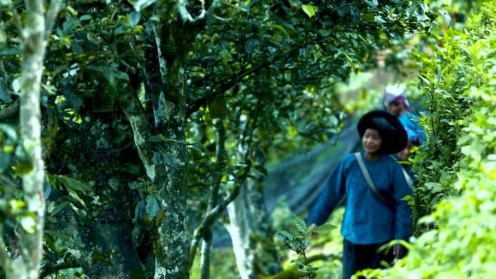 ��˵ | ��Ҷ�Ĺ���