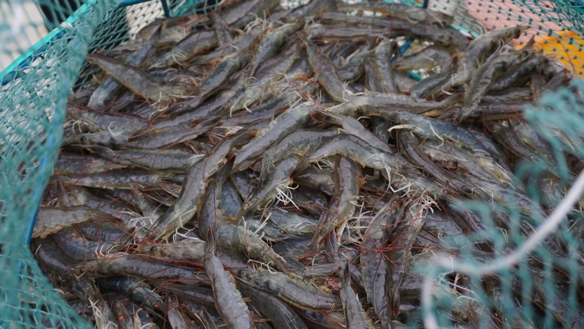 ��ԭ��Ϻ���ν���Ѱ�����ռ� �麣Ԯ�����������ˮ����ֳ��ҵ���հ�