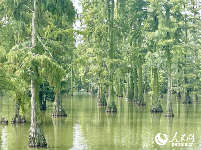 湖北省武汉涨渡湖湿地,池杉“破水而出”。人民网记者 张沛摄