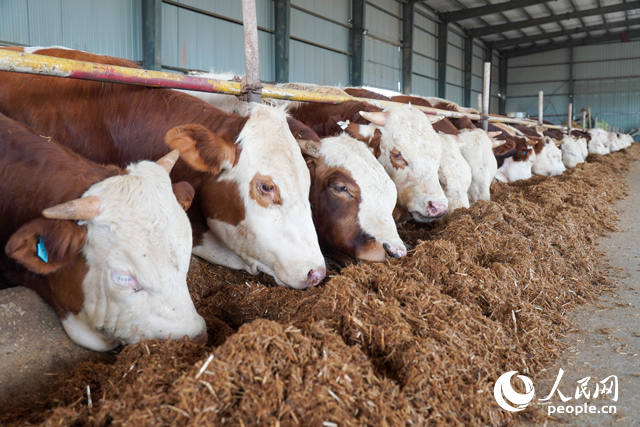 在思博农业科技有限公司内,肉牛正在吃秸秆转化的饲料。人民网记者 陈若天摄
