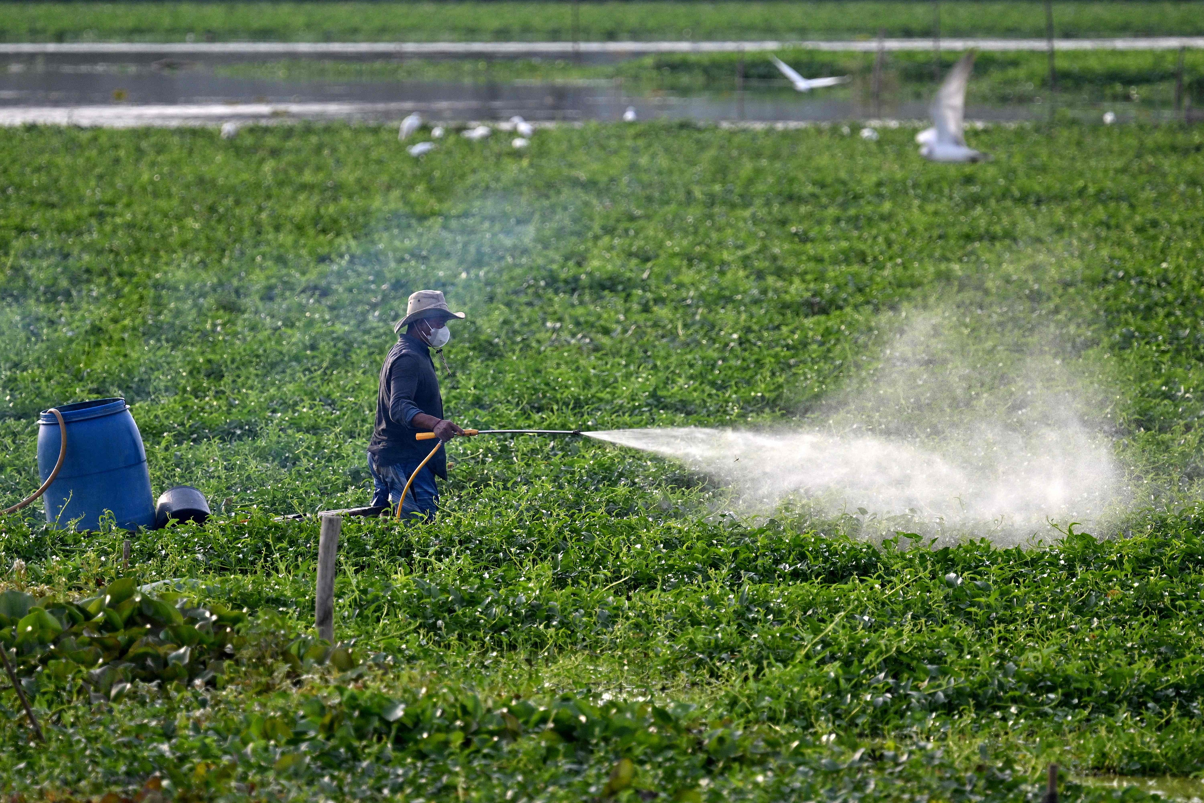 当地时间2025年2月20日,柬埔寨金边郊区,一名农民在地里喷洒农药。