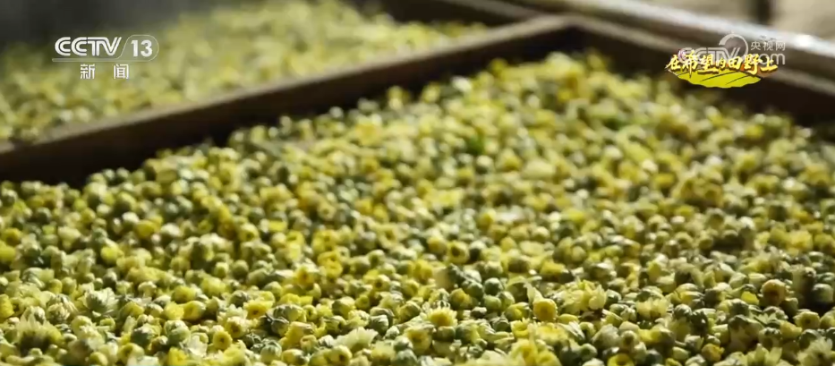 相约冬至 共话团圆——2025年甬台婚姻家庭冬至嘉年华在宁波北仑圆满举办