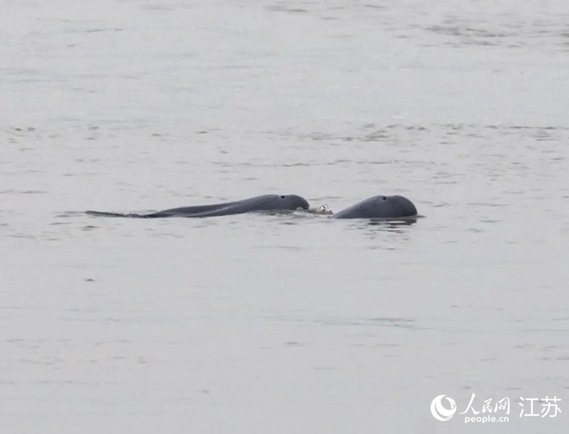 ���Ͼ������¼��޹���ʪ�ع�԰�ĵ��Ľ��ࡣ���������� ��������