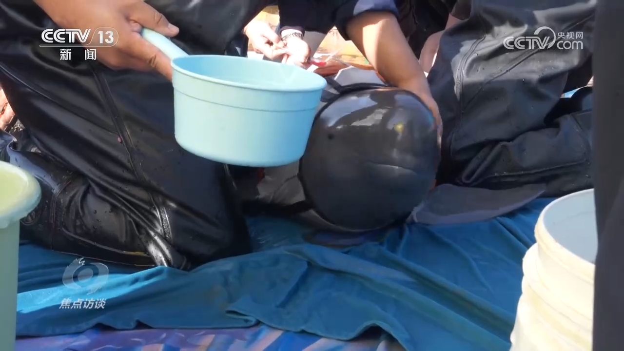 推进长江生态保护工作 留住江豚的“微笑”