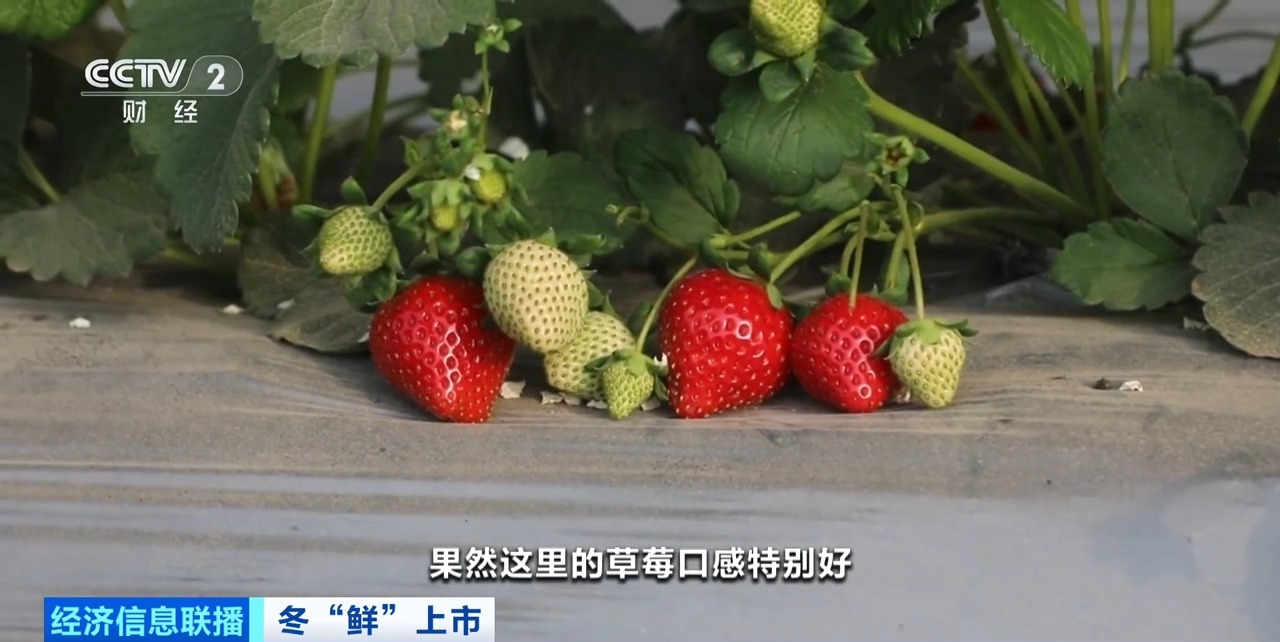 争“鲜”上市!新疆戈壁种上了草莓、人参果、蓝莓