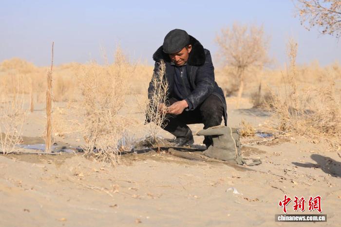 新疆护林员：草方格里锁沙 大漠深处护绿