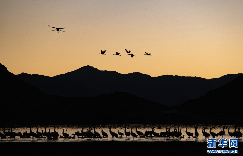 拉萨河谷：迁徙候鸟绘就美好生态画卷