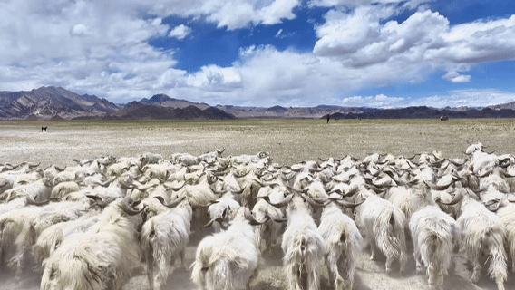 “高冷”经济看发展｜海拔4500米，白绒山羊“热”了