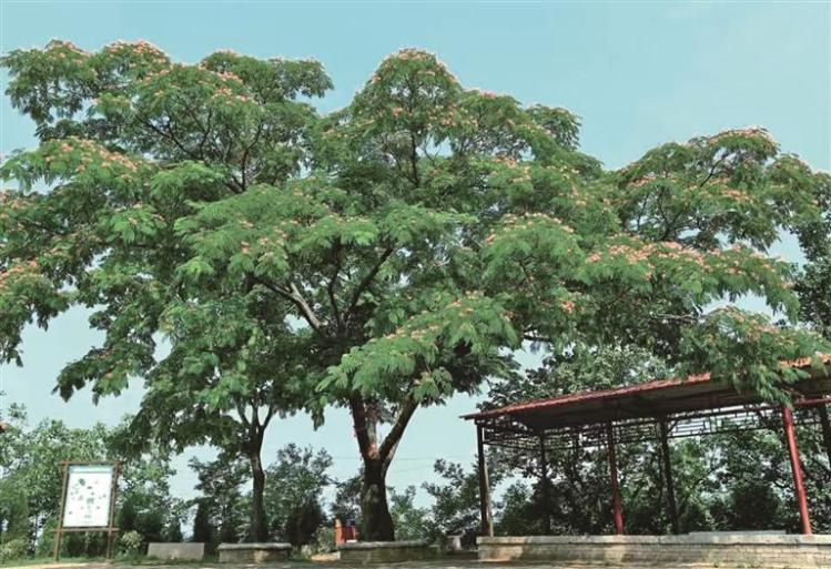 守护千年绿意 留存乡愁记忆