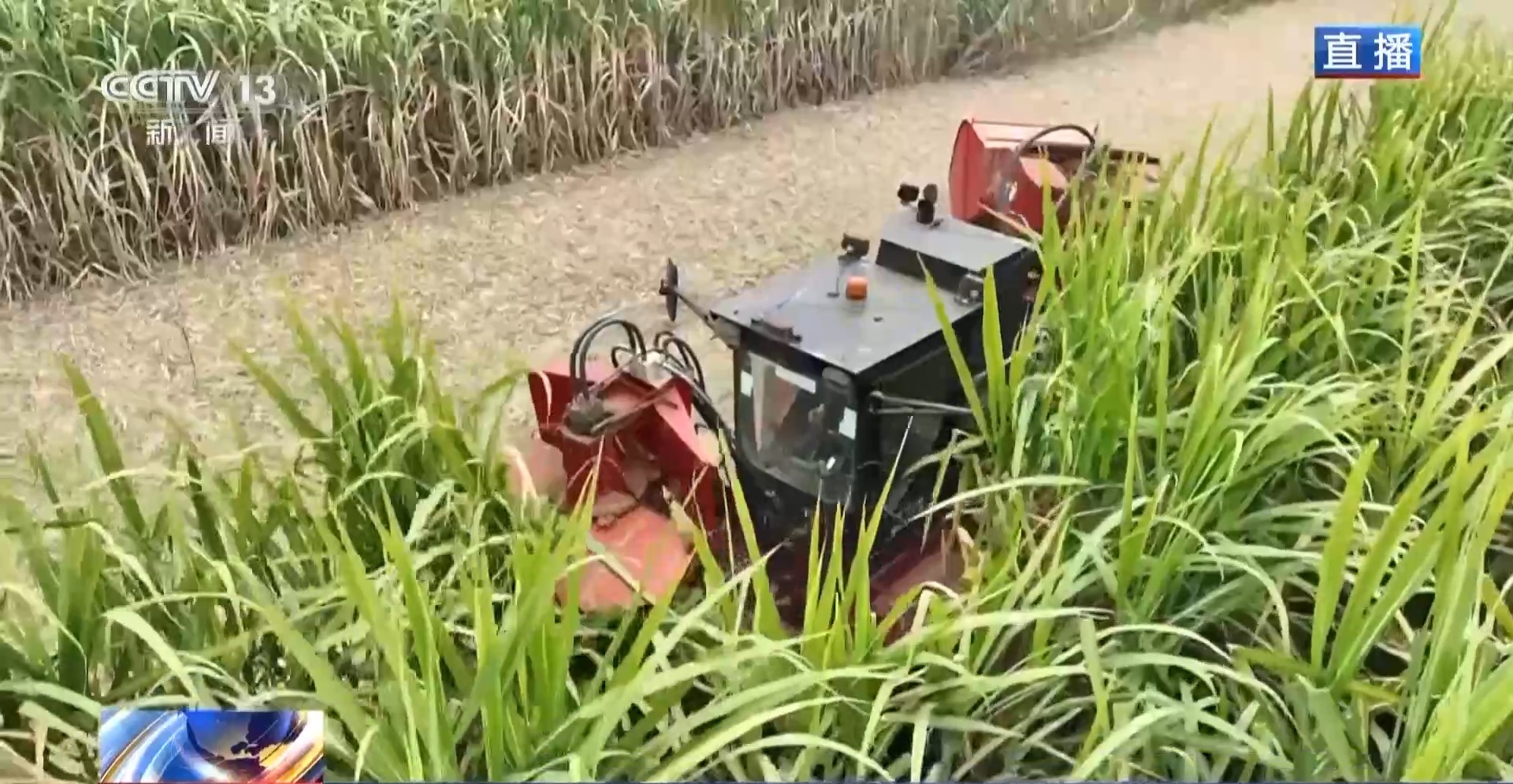 从“榨糖”到“超级电容” 揭秘广西甘蔗的甜蜜产业链