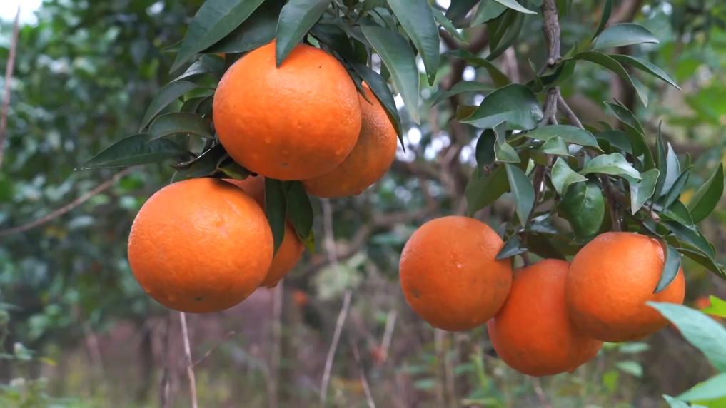 冬日暖阳里 听一首乡村振兴交响曲