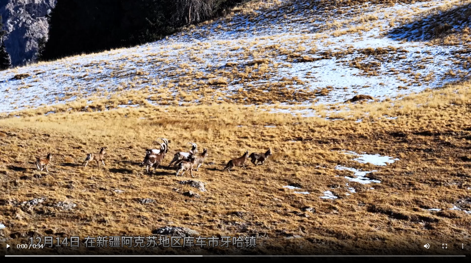 北山羊现身库车悬崖峭壁 奔跑跳跃如履平地