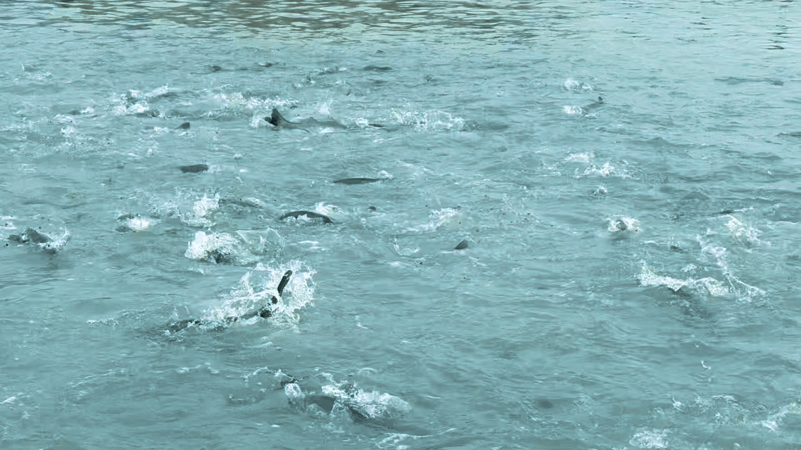 ��������׻��壺һ�������ľ���֮��