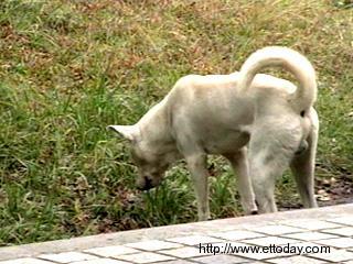 台湾治安史上头一遭:笨劫匪抢到狗屎 失主开心