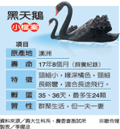 黑天鹅 台湾中兴大学 台湾