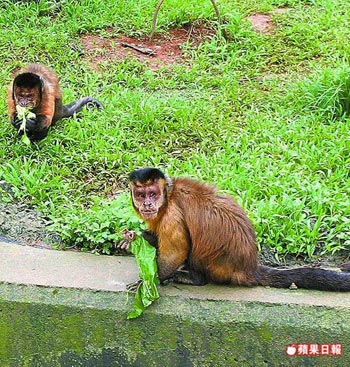 台湾庆端午 划龙舟遛白蛇猴吃粽(组图)