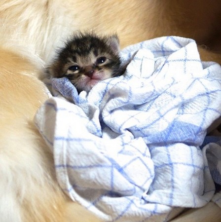 ��ë�Ƚ���è��һ������ܰ����