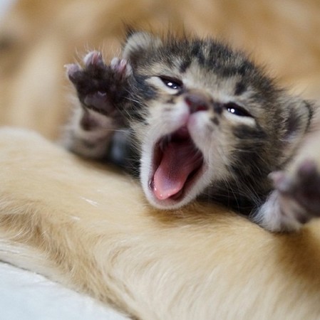 ��ë�Ƚ���è��һ������ܰ����