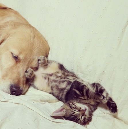 ��ë�Ƚ���è��һ������ܰ����