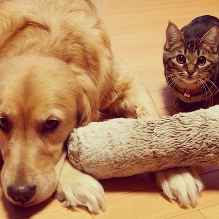 ��ë�Ƚ���è��һ������ܰ����