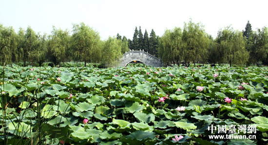 31日,两岸媒体前往君山,游览万亩荷塘——君山野生荷花世界。 31日,两岸媒体前往君山,游览万亩荷塘——君山野生荷花世界。