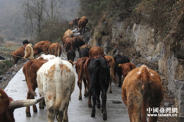 长春堡镇垭关村养牛基地贫困户贷款养殖的牛。(中国台湾网 宣玲玲 摄) 长春堡镇垭关村养牛基地贫困户贷款养殖的牛。(中国台湾网 宣玲玲 摄)