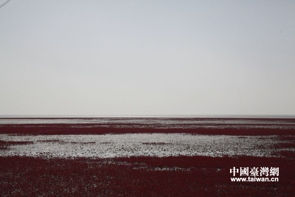 盘锦红海滩风景廊道(中国台湾网 王锡朋 摄) 盘锦红海滩风景廊道(中国台湾网 王锡朋 摄)