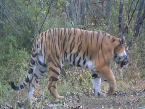 黑龙江首次拍到野生东北虎高清影像