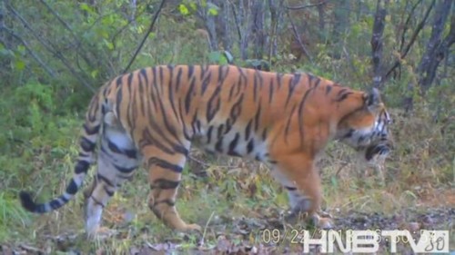 �������״��ĵ�Ұ������������Ӱ��