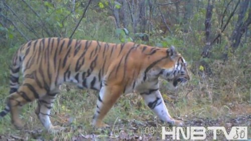 �������״��ĵ�Ұ������������Ӱ��