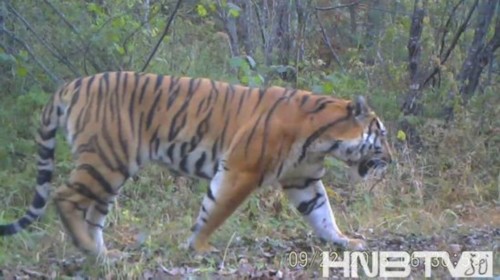 �������״��ĵ�Ұ������������Ӱ��