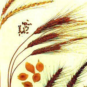 ��������:30������ʳ�￹˥�� �Գ�������