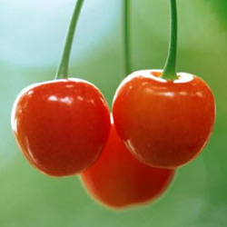 ��������:30������ʳ�￹˥�� �Գ�������