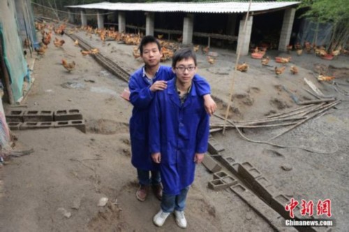 大学生毕业养鸡受挫 每天喂鸡成本过千