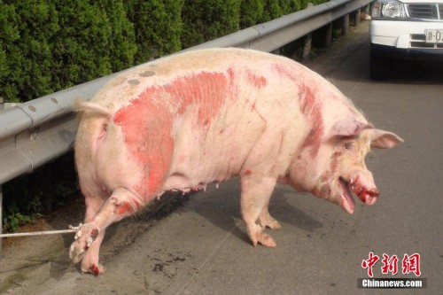 ˾��ƣ�ͼ�ʻ�³��� ����ʦ�֡����ָ���