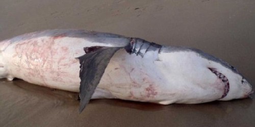 ������ʳ��ʨ��ҭ�� �̵㶯��������£�ͼ��