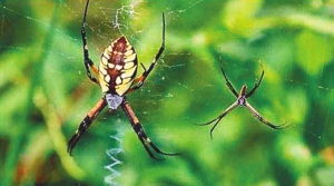 ������ʳ��ʨ��ҭ�� �̵㶯��������£�ͼ��