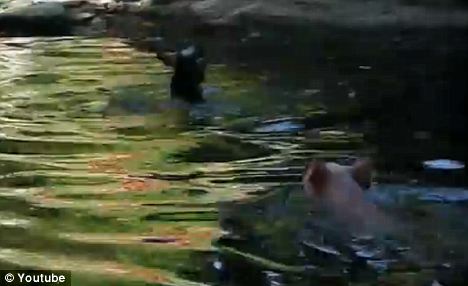 ������ʳ��ʨ��ҭ�� �̵㶯��������£�ͼ��