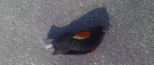 ������ʳ��ʨ��ҭ�� �̵㶯��������£�ͼ��