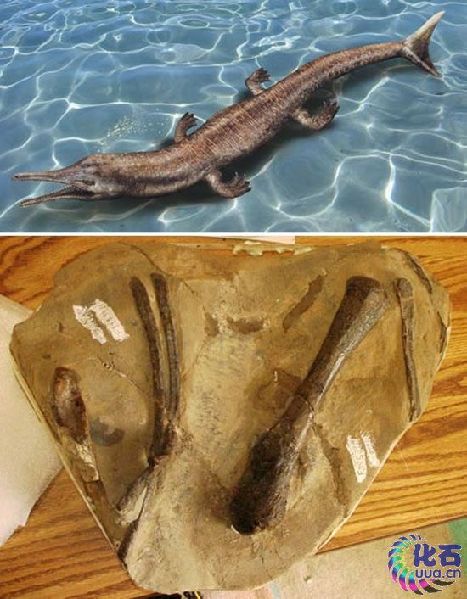 ������ʳ��ʨ��ҭ�� �̵㶯��������£�ͼ��