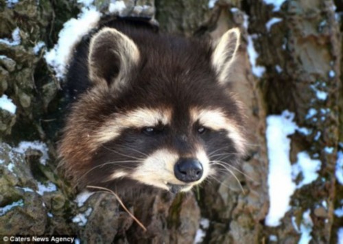 ������ʳ��ʨ��ҭ�� �̵㶯��������£�ͼ��