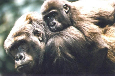 ������ʳ��ʨ��ҭ�� �̵㶯��������£�ͼ��