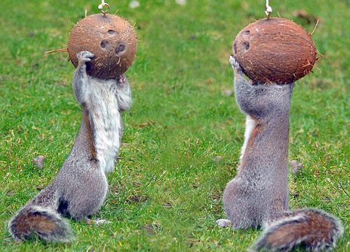 ������ʳ��ʨ��ҭ�� �̵㶯��������£�ͼ��