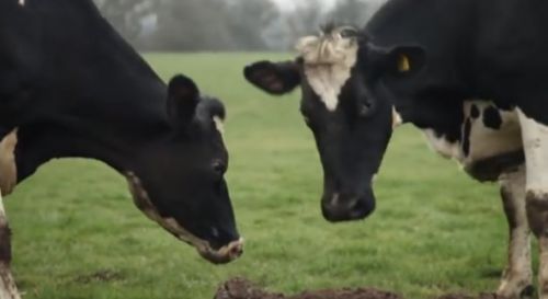 ������ʳ��ʨ��ҭ�� �̵㶯��������£�ͼ��