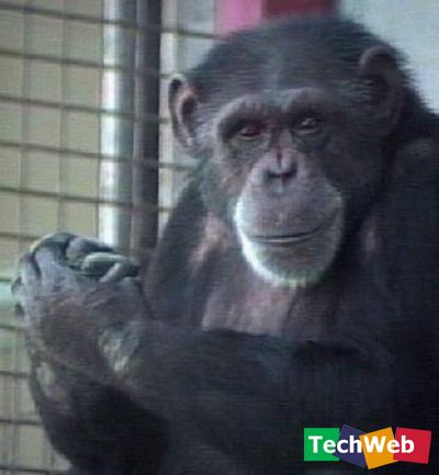 ������ʳ��ʨ��ҭ�� �̵㶯��������£�ͼ��