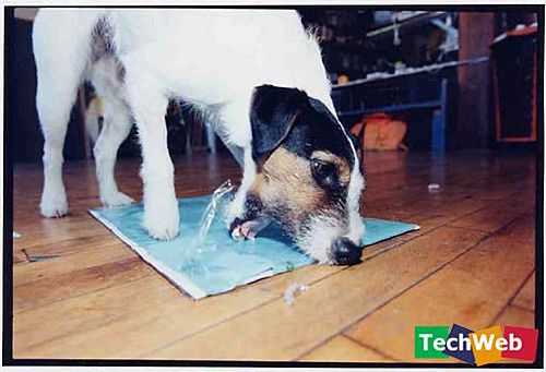 ������ʳ��ʨ��ҭ�� �̵㶯��������£�ͼ��